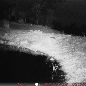 Trichosurus vulpecula at Bucketty, NSW - 28 Nov 2023 11:00 AM