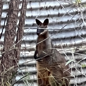 Wallabia bicolor at Bucketty, NSW - 30 Nov 2023 11:00 AM