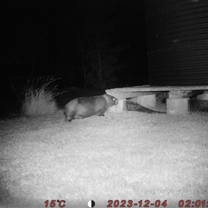 Vombatus ursinus (Common wombat, Bare-nosed Wombat) at Bucketty, NSW - 4 Dec 2023 by MartinPredavec