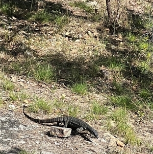 Varanus varius at Bucketty, NSW - suppressed