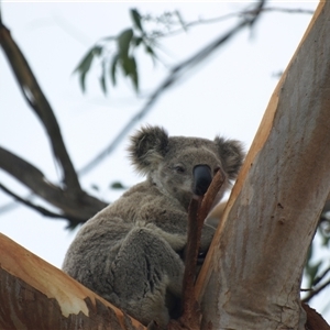 Phascolarctos cinereus (Koala) at Bucketty, NSW - 17 Dec 2023 by MartinPredavec