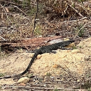 Varanus varius (Lace Monitor) at Bucketty, NSW - 17 Dec 2023 by MartinPredavec