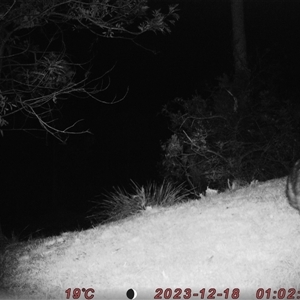 Vombatus ursinus at Bucketty, NSW - 18 Dec 2023 11:00 AM