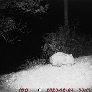 Vombatus ursinus (Common wombat, Bare-nosed Wombat) at Bucketty, NSW - 24 Dec 2023 by MartinPredavec