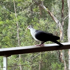 Columba leucomela at Bucketty, NSW - 27 Dec 2023 11:00 AM