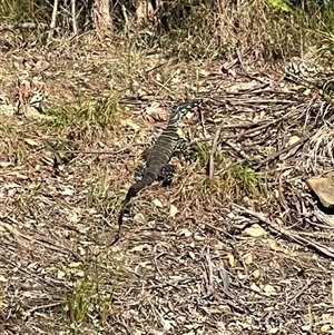 Varanus varius (Lace Monitor) at Bucketty, NSW - 9 Jan 2024 by MartinPredavec