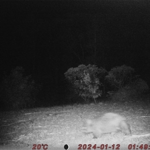 Vombatus ursinus (Common wombat, Bare-nosed Wombat) at Bucketty, NSW - 12 Jan 2024 by MartinPredavec