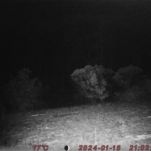 Wallabia bicolor at Bucketty, NSW - 15 Jan 2024 11:00 AM