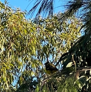 Pachycephala pectoralis (Golden Whistler) at Bucketty, NSW - 24 Jan 2024 by MartinPredavec