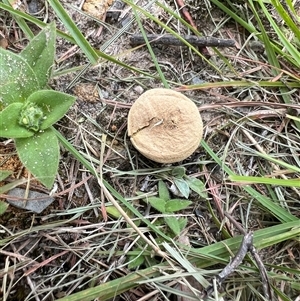 Lycoperdon pratense at Bucketty, NSW - 25 Jan 2024 by MartinPredavec