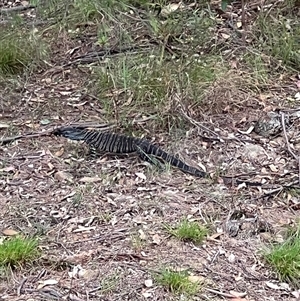 Varanus varius at Bucketty, NSW - suppressed