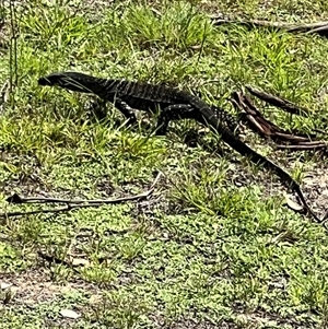 Varanus varius at Bucketty, NSW - suppressed