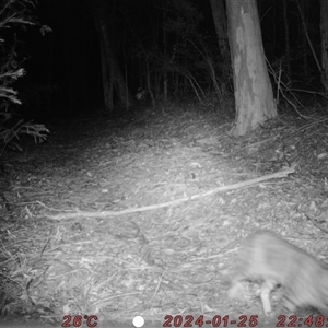 Felis catus (Feral Cat) at Bucketty, NSW - 25 Jan 2024 by MartinPredavec