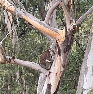 Phascolarctos cinereus (Koala) at Bucketty, NSW - 6 Feb 2024 by MartinPredavec