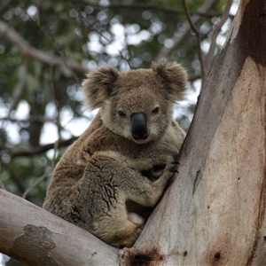 Phascolarctos cinereus (Koala) at Bucketty, NSW - 9 Jan 2024 by MartinPredavec