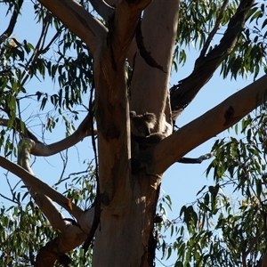Phascolarctos cinereus (Koala) at Bucketty, NSW - 14 Jan 2024 by MartinPredavec