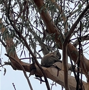 Phascolarctos cinereus at Bucketty, NSW - 22 Feb 2024 11:00 AM