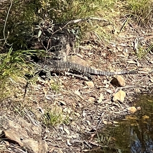 Varanus varius at Bucketty, NSW - suppressed