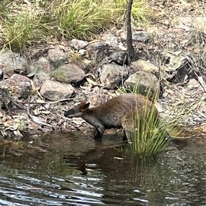 Wallabia bicolor (Swamp Wallaby) at Bucketty, NSW - 23 Feb 2024 by MartinPredavec