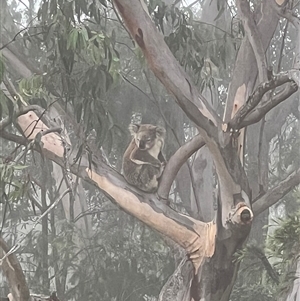Phascolarctos cinereus at Bucketty, NSW - 3 Mar 2024 11:00 AM