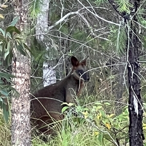 Wallabia bicolor at Bucketty, NSW - 5 Mar 2024 11:00 AM