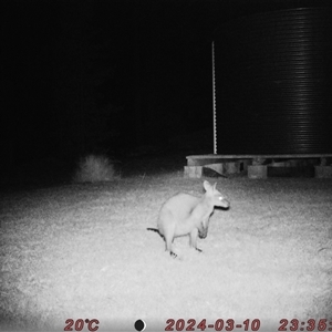 Wallabia bicolor (Swamp Wallaby) at Bucketty, NSW - 10 Mar 2024 by MartinPredavec
