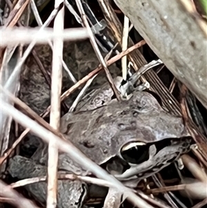 Litoria latopalmata (Broad-palmed Tree-frog) at Bucketty, NSW - 16 Mar 2024 by MartinPredavec
