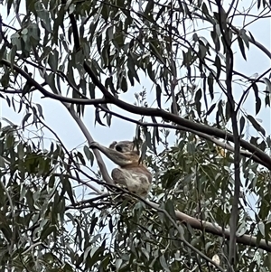 Phascolarctos cinereus at Bucketty, NSW - 23 Mar 2024 11:00 AM