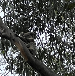 Phascolarctos cinereus at Bucketty, NSW - 23 Mar 2024 11:00 AM