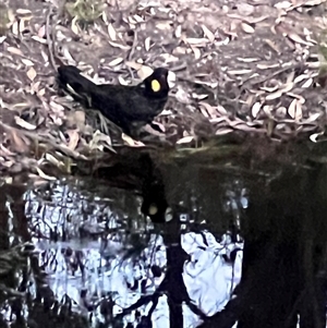 Zanda funerea at Bucketty, NSW - 25 Mar 2024 11:00 AM