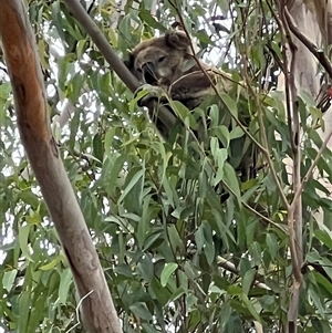 Phascolarctos cinereus at Bucketty, NSW - 26 Mar 2024 11:00 AM