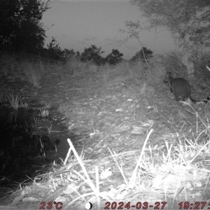Wallabia bicolor (Swamp Wallaby) at Bucketty, NSW - 27 Mar 2024 by MartinPredavec