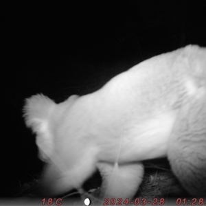 Phascolarctos cinereus at Bucketty, NSW - 28 Mar 2024 11:00 AM