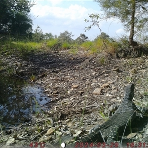 Varanus varius at Bucketty, NSW - suppressed