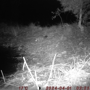 Trichosurus vulpecula at Bucketty, NSW - 1 Apr 2024 11:00 AM