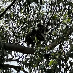 Phascolarctos cinereus at Bucketty, NSW - 3 Apr 2024 11:00 AM