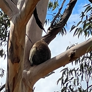 Phascolarctos cinereus (Koala) at Bucketty, NSW - 8 Apr 2024 by MartinPredavec