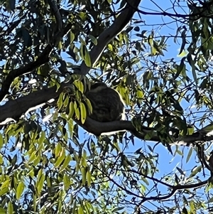 Phascolarctos cinereus (Koala) at Bucketty, NSW - 22 Apr 2024 by MartinPredavec