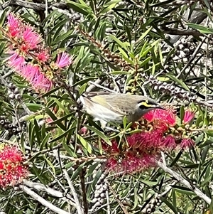 Caligavis chrysops at Bucketty, NSW - 22 Apr 2024 10:00 AM
