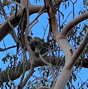 Phascolarctos cinereus at Bucketty, NSW - 25 Apr 2024 10:00 AM