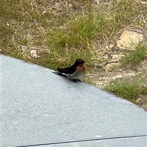 Hirundo neoxena at Bucketty, NSW - 24 Apr 2024 10:00 AM