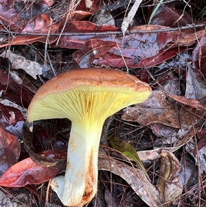 Phylloporus sp. (Phylloporus sp.) at Bucketty, NSW - 2 May 2024 by MartinPredavec