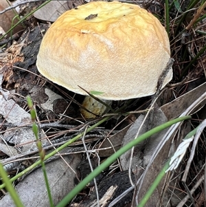 Austroboletus sp. at Bucketty, NSW - 5 May 2024 10:00 AM