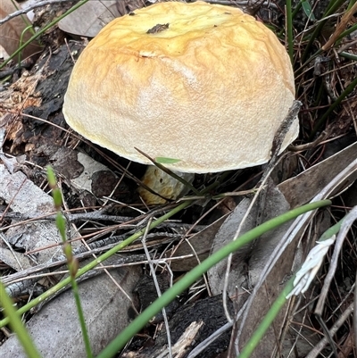 Austroboletus sp. at Bucketty, NSW - 5 May 2024 by MartinPredavec