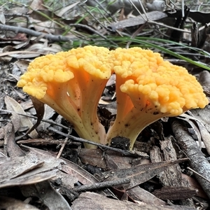 Ramaria sp. (genus) at Laguna, NSW - 5 May 2024 by MartinPredavec