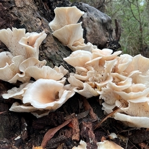 Omphalotus nidiformis at Bucketty, NSW - 9 May 2024 10:00 AM