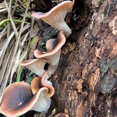 Omphalotus nidiformis at Bucketty, NSW - 9 May 2024 by MartinPredavec