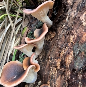 Omphalotus nidiformis at Bucketty, NSW - 9 May 2024 10:00 AM