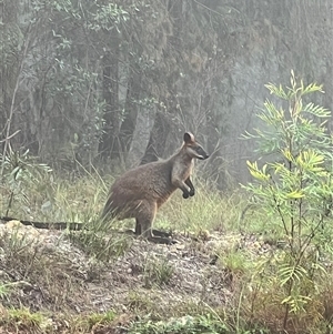 Wallabia bicolor at Bucketty, NSW - 9 May 2024 10:00 AM