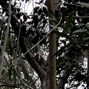 Phascolarctos cinereus at Bucketty, NSW - 21 May 2024 10:00 AM